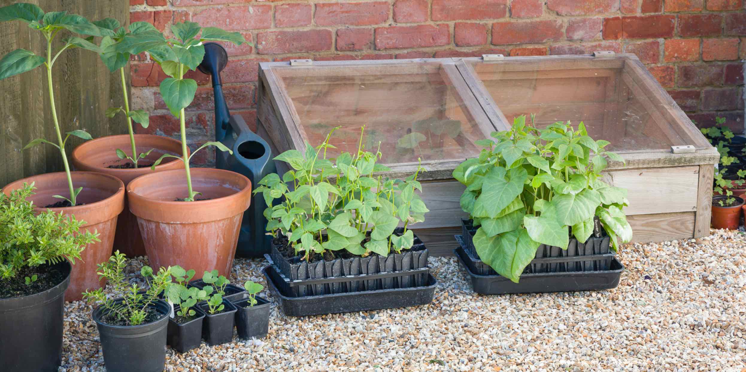 Frühbeet an der Hauswand