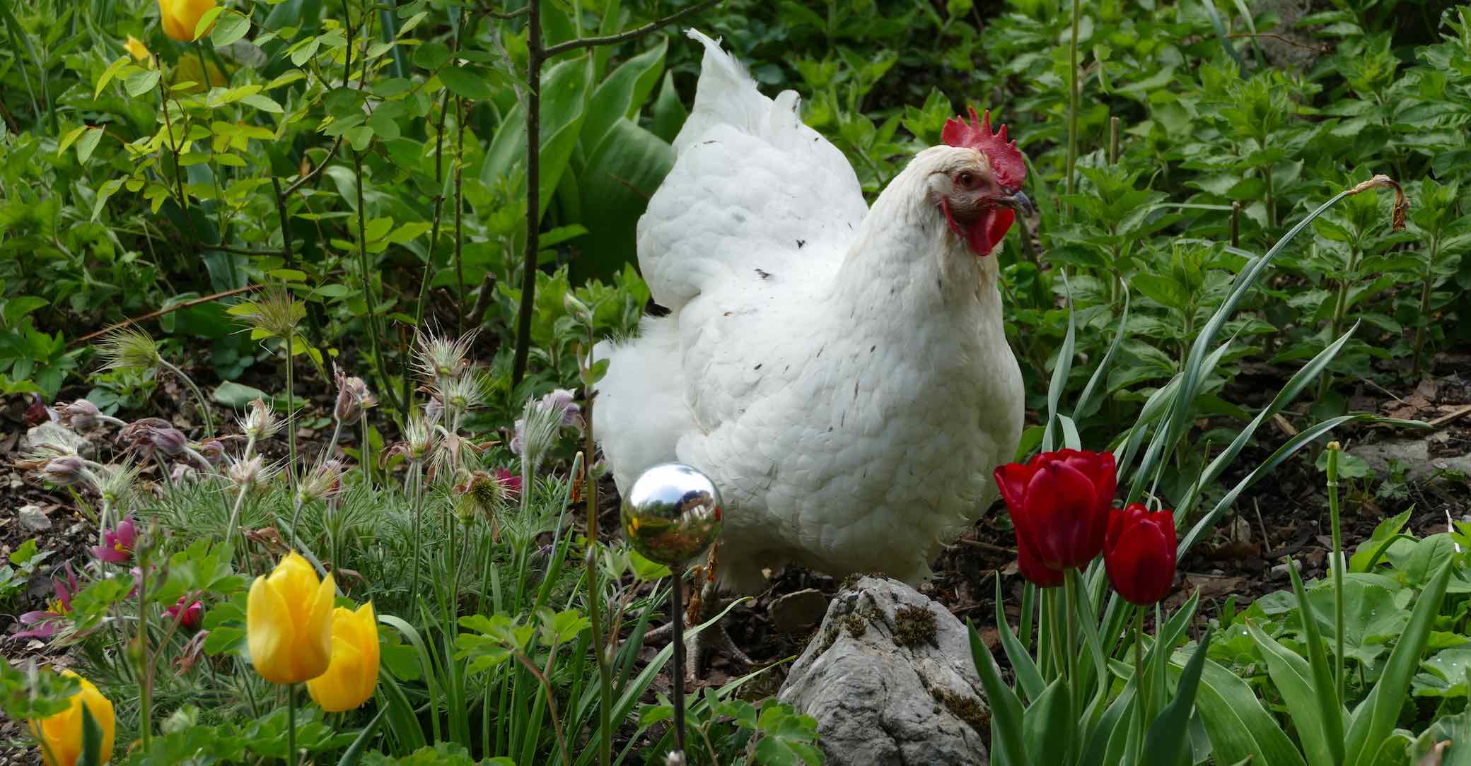 Bild Hühner im Garten