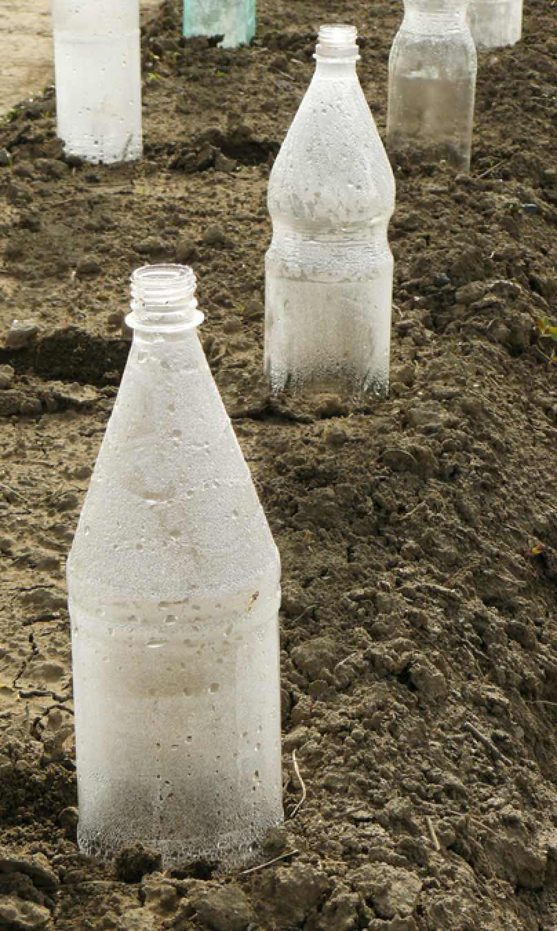 PET-Flaschen als Pflanzenhauben